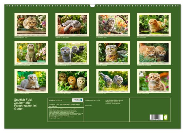 Produktbild: Scottish Fold. Zauberhafte Faltohrkatzen im Garten (Wandkalender 2026 DIN A2 quer), CALVENDO Monatskalender