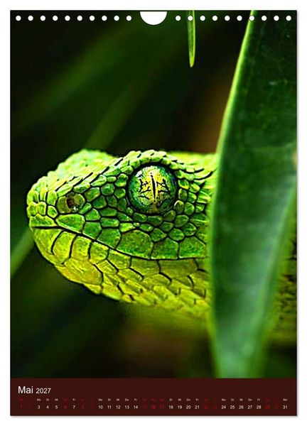 Produktbild: The Power Of Snake (Wandkalender 2027 DIN A4 hoch), CALVENDO Monatskalender