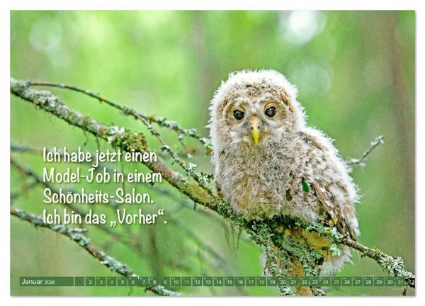Produktbild: Die Eulen sind los: Edition lustige Tiere (hochwertiger Premium Wandkalender 2026 DIN A2 quer), Kunstdruck in Hochglanz