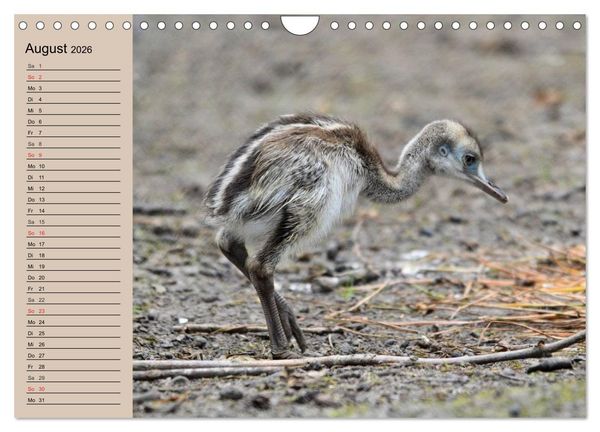 Produktbild: Vogel Strau&szlig;. Imposanter Riese und L&auml;ufer (Wandkalender 2026 DIN A4 quer), CALVENDO Monatskalender