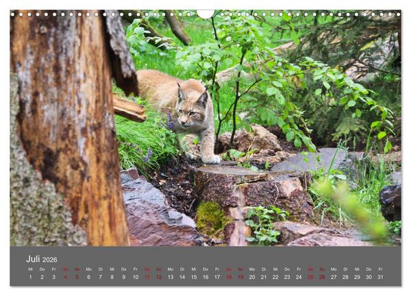 Produktbild: Der Luchs - Hochbeinig, Pinselohren, Backenbart (Wandkalender 2026 DIN A3 quer), CALVENDO Monatskalender