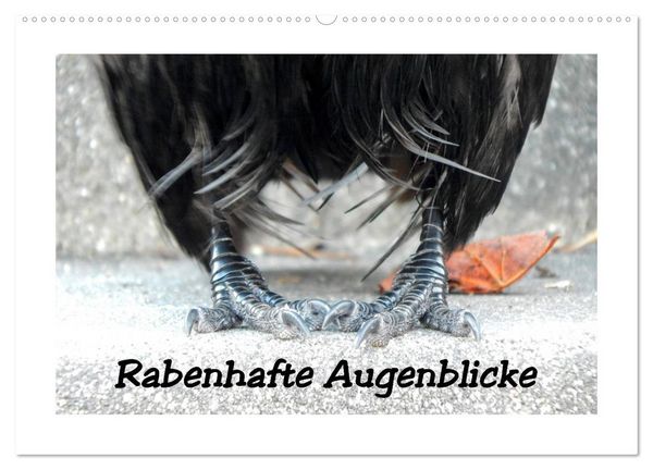 Produktbild: Rabenhafte Augenblicke (Wandkalender 2026 DIN A2 quer), CALVENDO Monatskalender