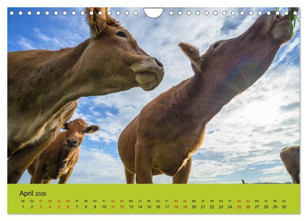 Produktbild: Kuhckst du? (Wandkalender 2026 DIN A4 quer), CALVENDO Monatskalender