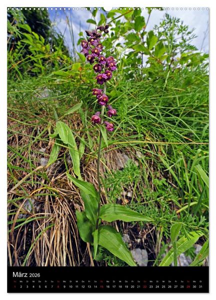 Produktbild: Orchideen in S&uuml;deuropa (hochwertiger Premium Wandkalender 2026 DIN A2 hoch), Kunstdruck in Hochglanz