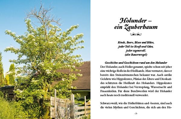 Produktbild: Das große kleine Buch: Holunderzeit