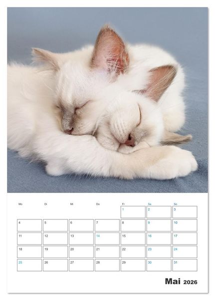 Produktbild: Heilige Birma Kitten Kalender mit Planer (Tischkalender 2026 DIN A5 hoch), CALVENDO Monatskalender