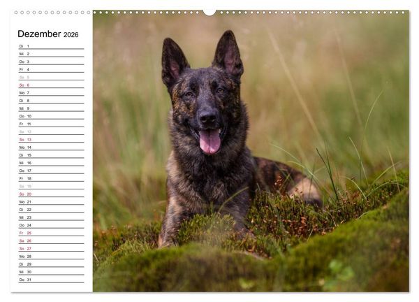 Produktbild: ausdrucksvolle Holl&auml;ndische Sch&auml;ferhunde (Wandkalender 2026 DIN A2 quer), CALVENDO Monatskalender