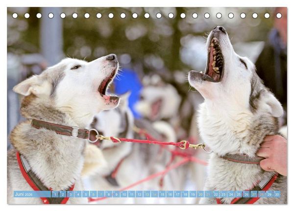 Produktbild: Schlittenhunderennen: Rasantes Schneetreiben (Tischkalender 2026 DIN A5 quer), CALVENDO Monatskalender