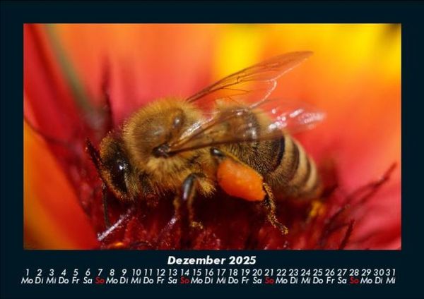 Produktbild: Bienen 2025 Fotokalender DIN A5