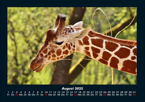 Produktbild: Giraffen 2025 Fotokalender DIN A4