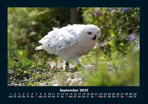 Produktbild: Vogelparadies 2025 Fotokalender DIN A4