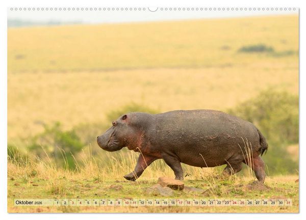 Produktbild: Faszination Afrika: Flusspferde (Wandkalender 2026 DIN A2 quer), CALVENDO Monatskalender