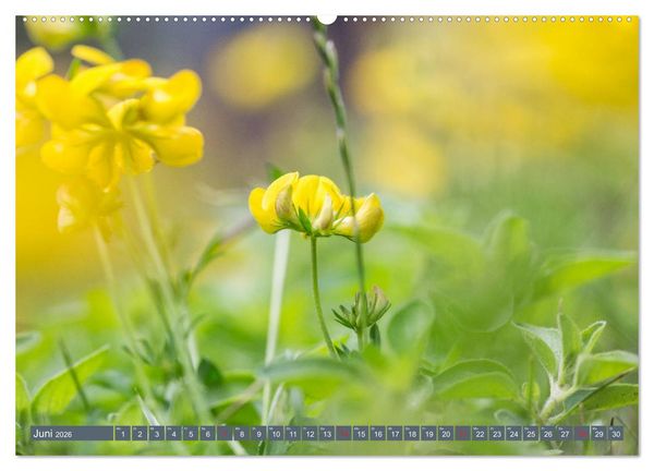 Produktbild: Die Natur hautnah (hochwertiger Premium Wandkalender 2026 DIN A2 quer), Kunstdruck in Hochglanz