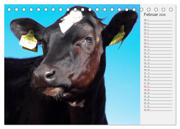 Produktbild: Die Kuh macht Muuuh! (Tischkalender 2026 DIN A5 quer), CALVENDO Monatskalender