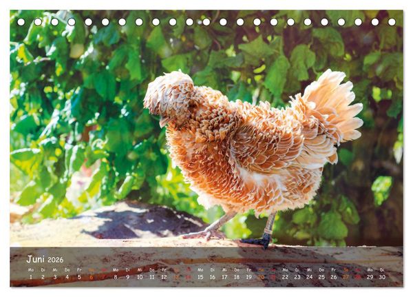 Produktbild: H&uuml;hner im Garten (Tischkalender 2026 DIN A5 quer), CALVENDO Monatskalender