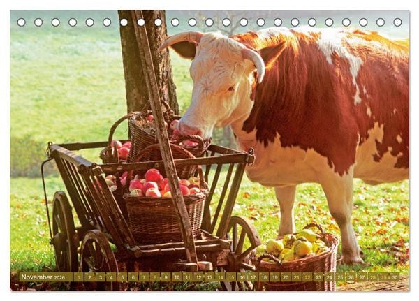 Produktbild: Kuh-Idylle: Suchen Sie die Ruhe in der Natur? (Tischkalender 2026 DIN A5 quer), CALVENDO Monatskalender