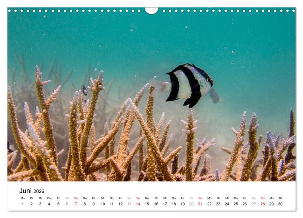 Produktbild: Unterwasserwelt der Malediven II (Wandkalender 2026 DIN A3 quer), CALVENDO Monatskalender