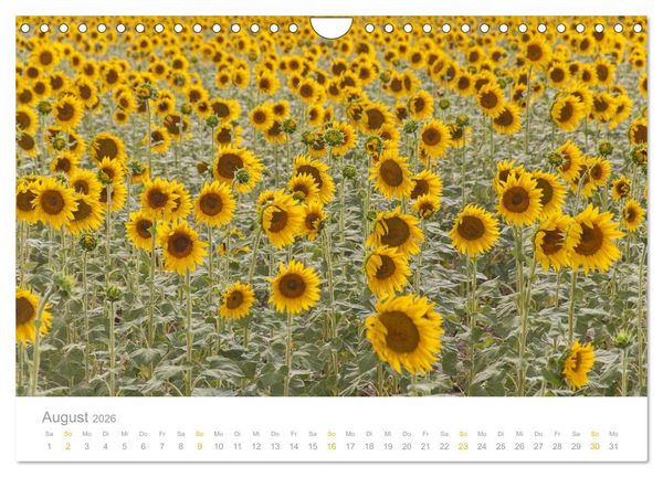 Produktbild: Provence: Malerisches S&uuml;dfrankreich (Wandkalender 2026 DIN A4 quer), CALVENDO Monatskalender
