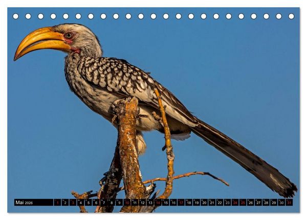 Produktbild: Safari durch das S&uuml;dliche Afrika (Tischkalender 2026 DIN A5 quer), CALVENDO Monatskalender