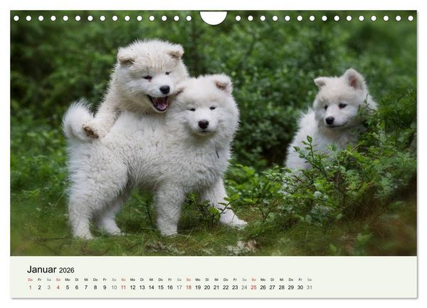 Produktbild: Kleine Samojeden - Eisb&auml;rchen Abenteuer im M&auml;rchenwald (Wandkalender 2026 DIN A4 quer), CALVENDO Monatskalender