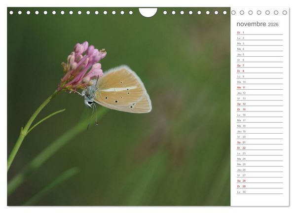 Produktbild: Dans le jardin des papillons (Calendrier mural 2026 DIN A4 vertical), CALVENDO calendrier mensuel