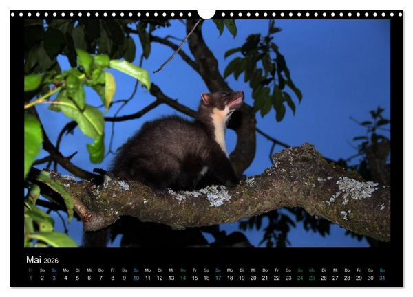 Produktbild: Marderkinder (Wandkalender 2026 DIN A3 quer), CALVENDO Monatskalender