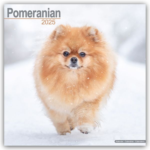 Pomeranians – Zwergspitz – Pomeranian Zwergspitz 2025 – 16-Monatskalender