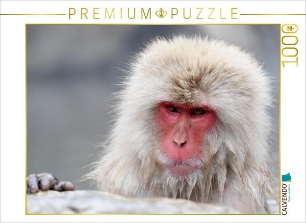 CALVENDO Puzzle Ein Motiv aus dem Kalender Schneeaffen im Jigokudani Nationalpark | 1000 Teile Lege-Größe 64 × 48 cm Foto-Puzzle für glückliche Stunden