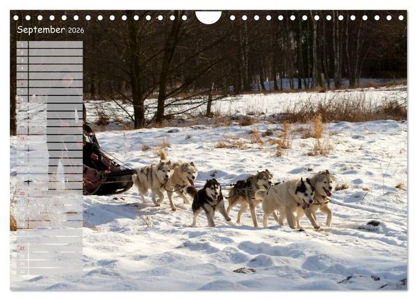 Produktbild: Huskies! (Wandkalender 2026 DIN A4 quer), CALVENDO Monatskalender