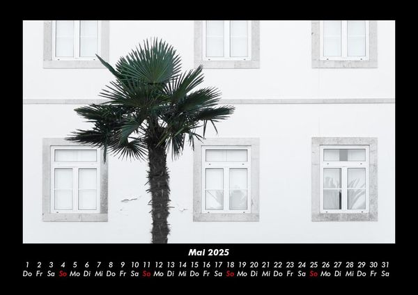 Produktbild: Palmen 2025 Fotokalender DIN A3
