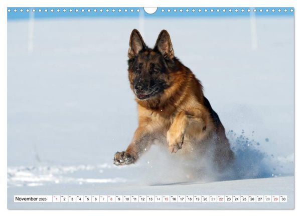 Produktbild: Deutscher Sch&auml;ferhund - Der beste Freund des Menschen (Wandkalender 2026 DIN A3 quer), CALVENDO Monatskalender