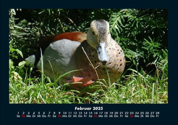 Produktbild: Enten 2025 Fotokalender DIN A4