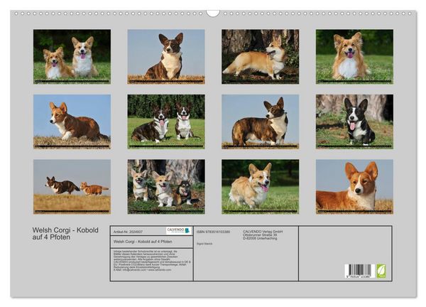 Produktbild: Welsh Corgi - Kobold auf 4 Pfoten (Wandkalender 2026 DIN A2 quer), CALVENDO Monatskalender