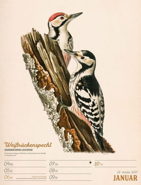 Produktbild: Wunderbare Vogelwelt Wochenplaner Kalender 2027