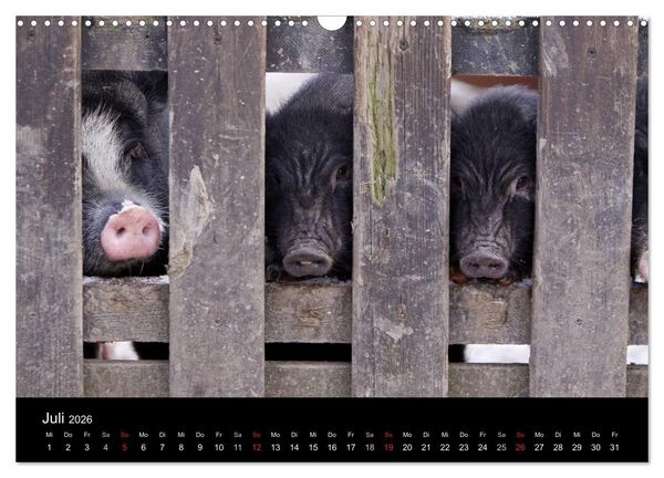 Produktbild: Schweinereien (Wandkalender 2026 DIN A3 quer), CALVENDO Monatskalender