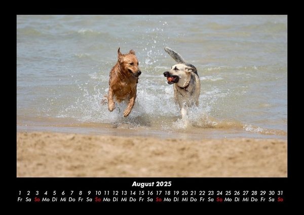 Produktbild: Hundezauber 2025 Fotokalender DIN A3