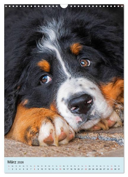 Produktbild: Berner Sennenhund - stark , sch&ouml;n und liebenswert (Wandkalender 2026 DIN A3 hoch), CALVENDO Monatskalender