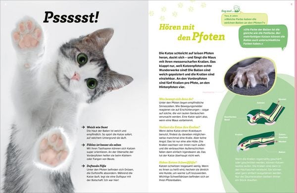 Produktbild: WAS IST WAS Katzen. Eigenwillige Schnurrer