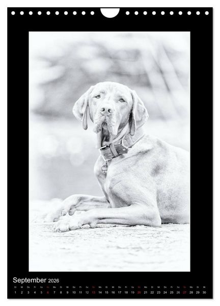 Produktbild: Vizsla-Liebe (Wandkalender 2026 DIN A4 hoch), CALVENDO Monatskalender