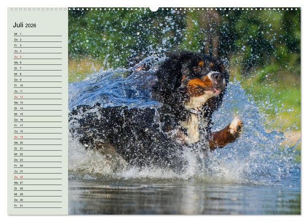 Produktbild: Berner Sennenhunde in Action (hochwertiger Premium Wandkalender 2026 DIN A2 quer), Kunstdruck in Hochglanz