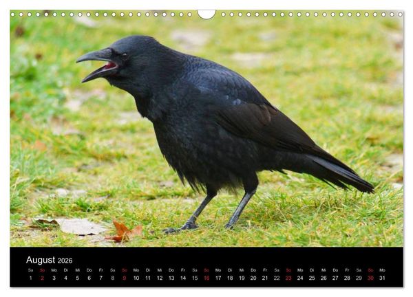 Produktbild: Das Leben der Rabenv&ouml;gel (Wandkalender 2026 DIN A3 quer), CALVENDO Monatskalender
