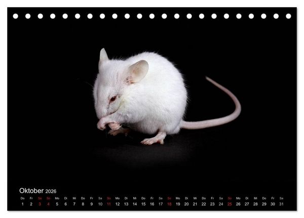 Produktbild: S&uuml;&szlig;e M&auml;use und Coole Ratten (Tischkalender 2026 DIN A5 quer), CALVENDO Monatskalender