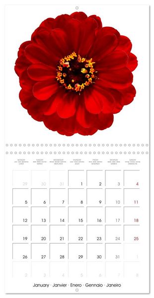 Produktbild: Beautiful Zinnias (Wall Calendar 2026 12 &times; 12 Inch) CALVENDO 12 Month Wall Calendar