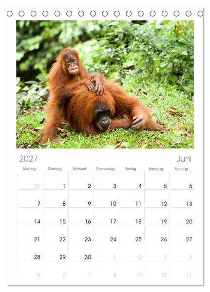 Produktbild: Tischplaner 2027 - Orang-Utans - Menschen des Regenwaldes (A5 Tischkalender zum Aufstellen) CALVENDO