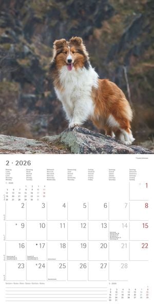 Produktbild: Hunde 2026 - Broschürenkalender 30x30 cm (30x60 geöffnet) - Kalender mit Platz für Notizen - Dogs - Bildkalender - Wandkalender - Hundekalender
