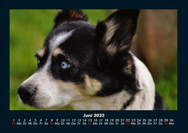 Produktbild: Hundezauber 2025 Fotokalender DIN A4
