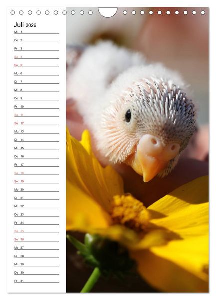 Produktbild: WELLENSITTICHE - S&uuml;&szlig;e Wellis (Wandkalender 2026 DIN A4 hoch), CALVENDO Monatskalender