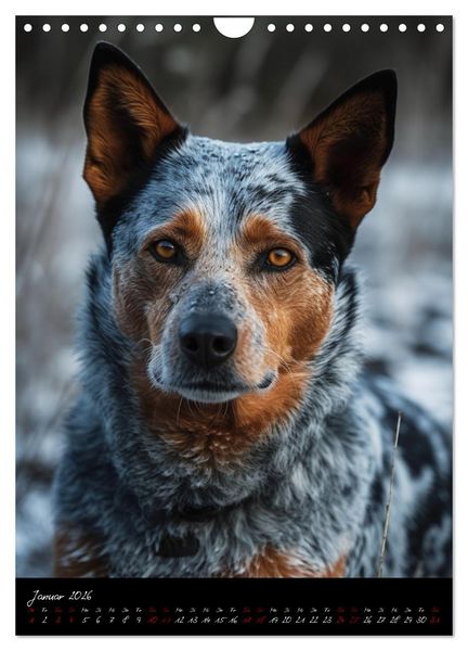 Produktbild: Australian Cattle Dogs (Wandkalender 2026 DIN A4 hoch), CALVENDO Monatskalender