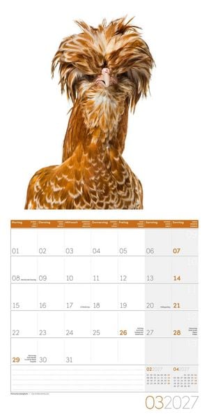 Produktbild: Verr&uuml;ckte H&uuml;hner Kalender 2027 - 30x30 - Art12