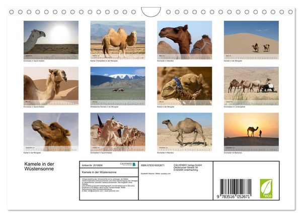 Produktbild: Kamele in der W&uuml;stensonne (Wandkalender 2026 DIN A4 quer), CALVENDO Monatskalender